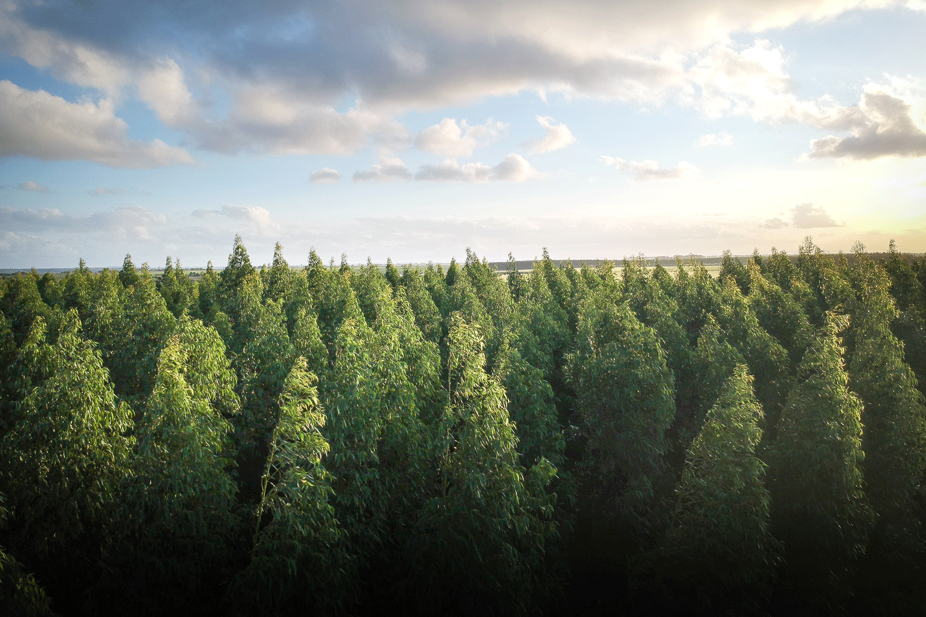 Waldlandschaft